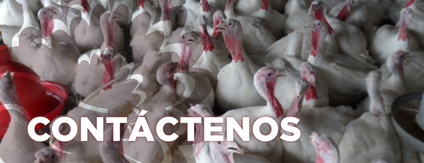 Contactar Pavos Magno - Colombia