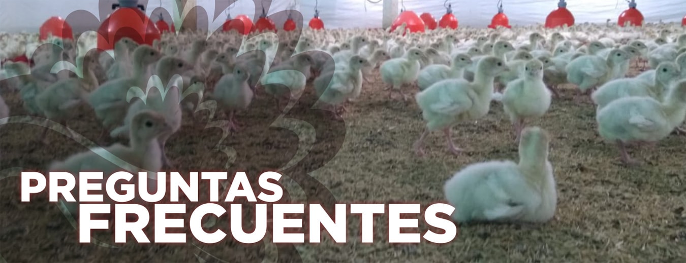 Preguntas frecuentes