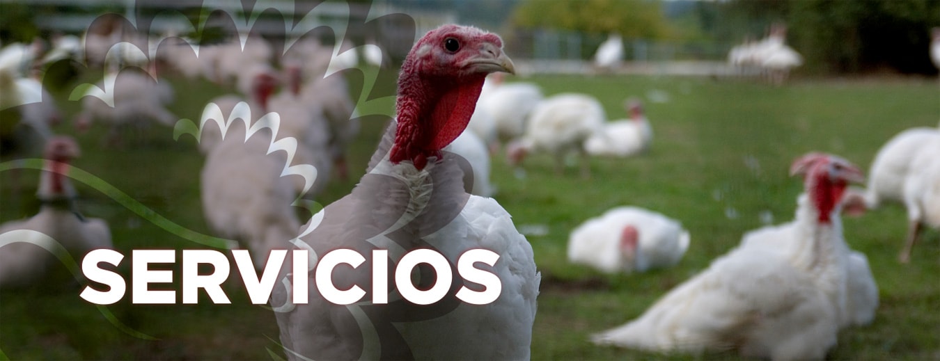 Servicios