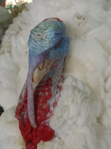 Pavos imagen