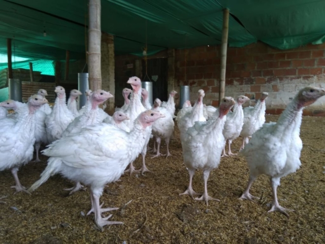 Pavos imagen