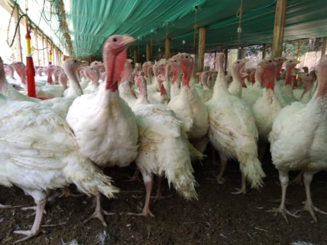 Pavos imagen