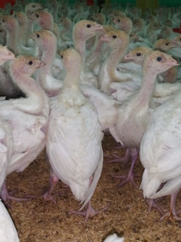 Pavos imagen