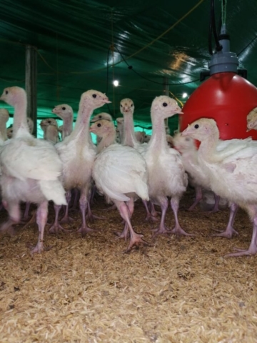 Pavos imagen