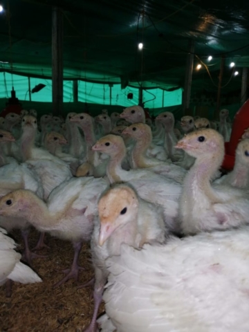 Pavos imagen