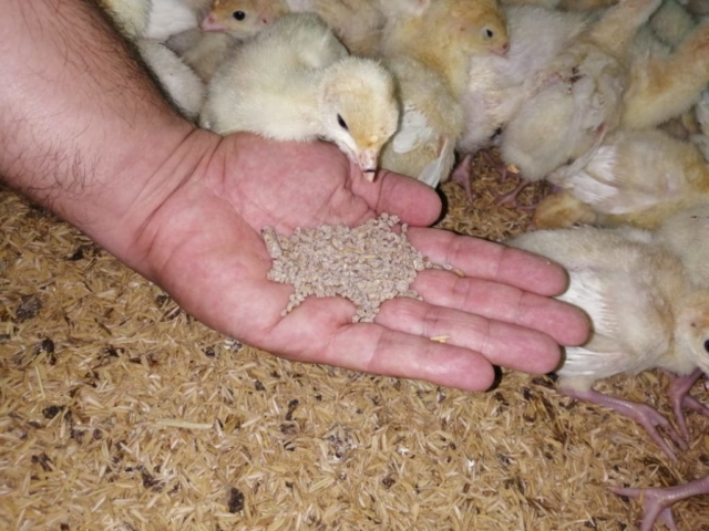 Pavos imagen