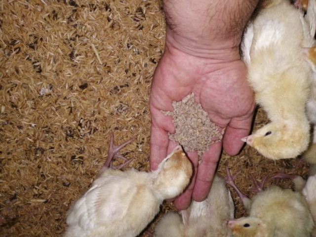 Pavos imagen