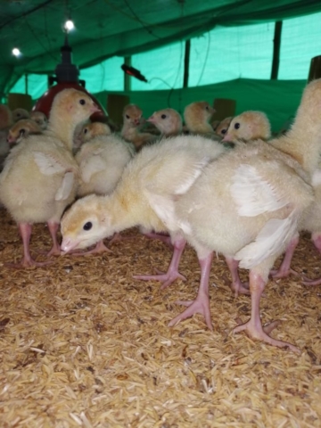 Pavos imagen
