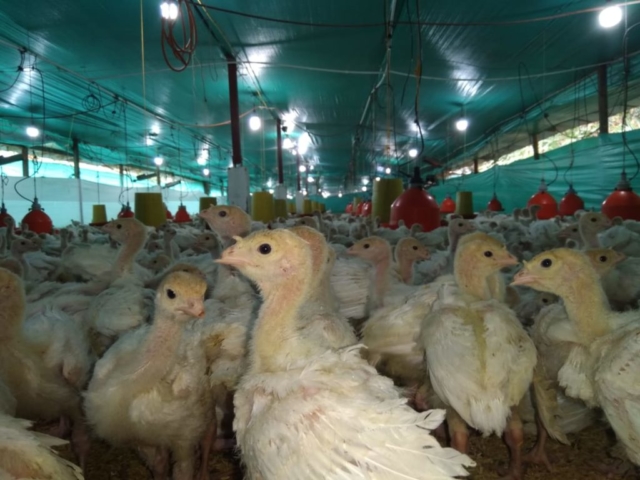 Pavos imagen