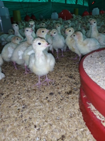 Pavos imagen