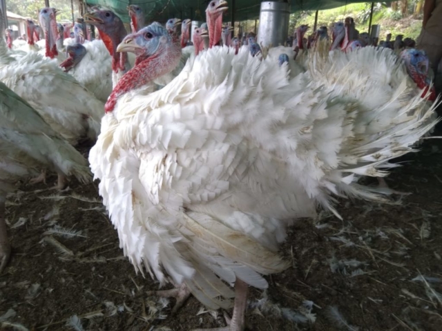 Pavos imagen