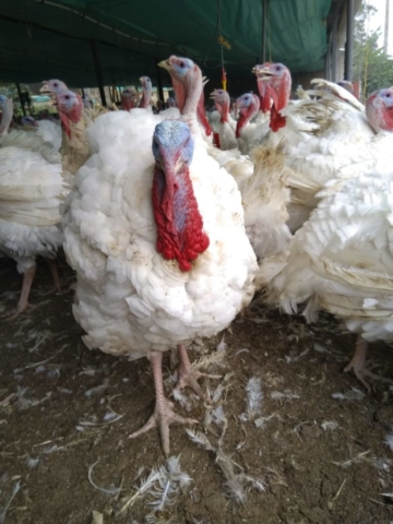 Pavos imagen
