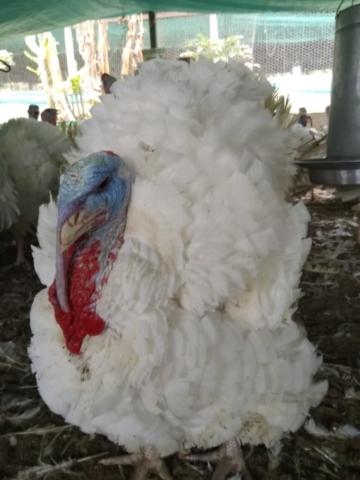 Pavos imagen