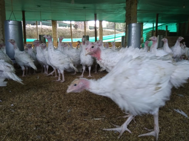 Pavos imagen
