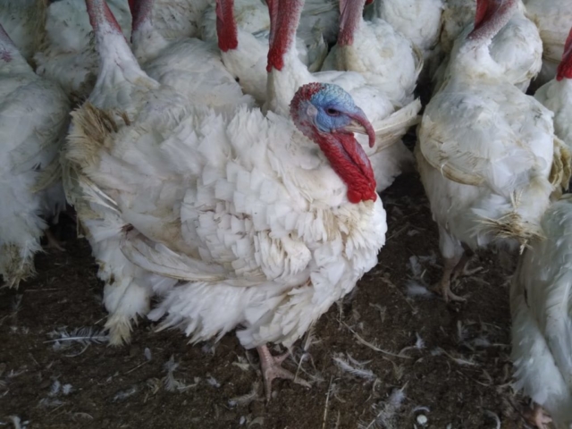 Pavos imagen