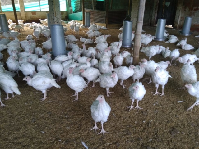 Pavos imagen