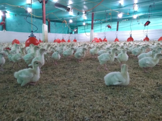Pavos imagen